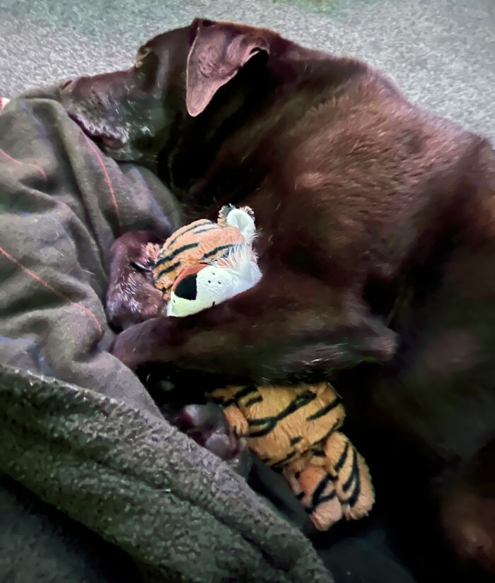 You’re Never Too Old For Your Teddy