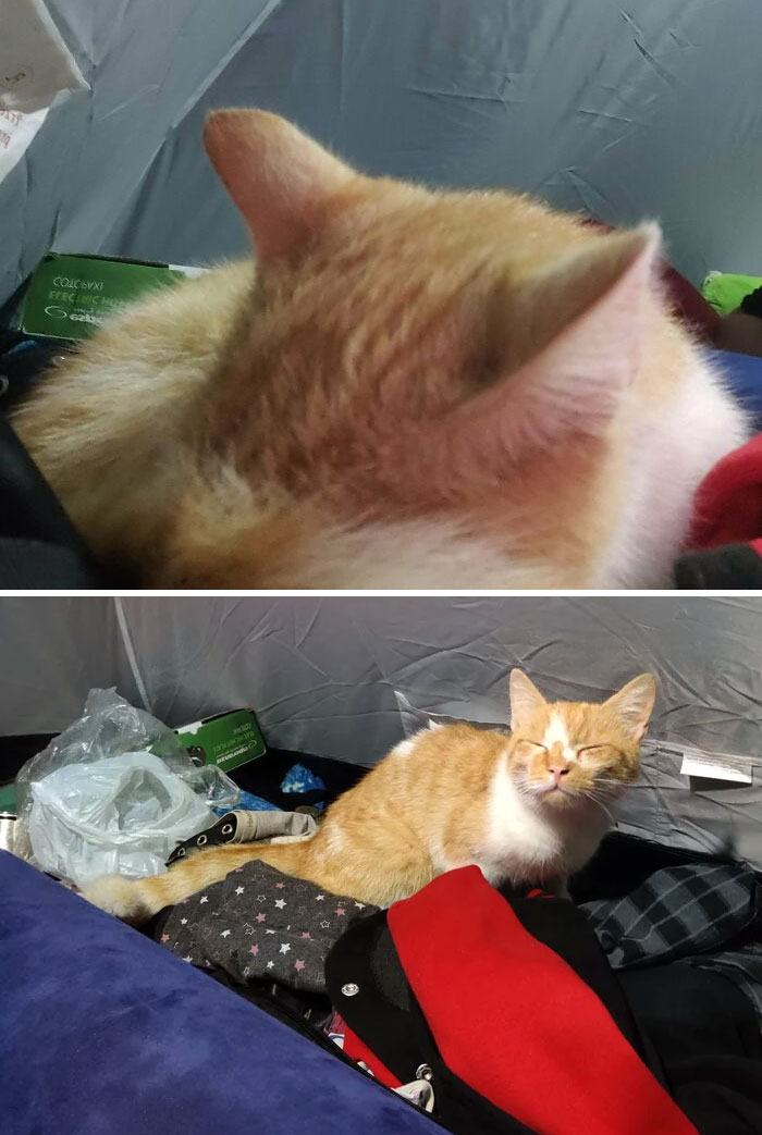 Went Camping With My Girlfriend. When We Got Back To Our Tent We Found This Little Fella