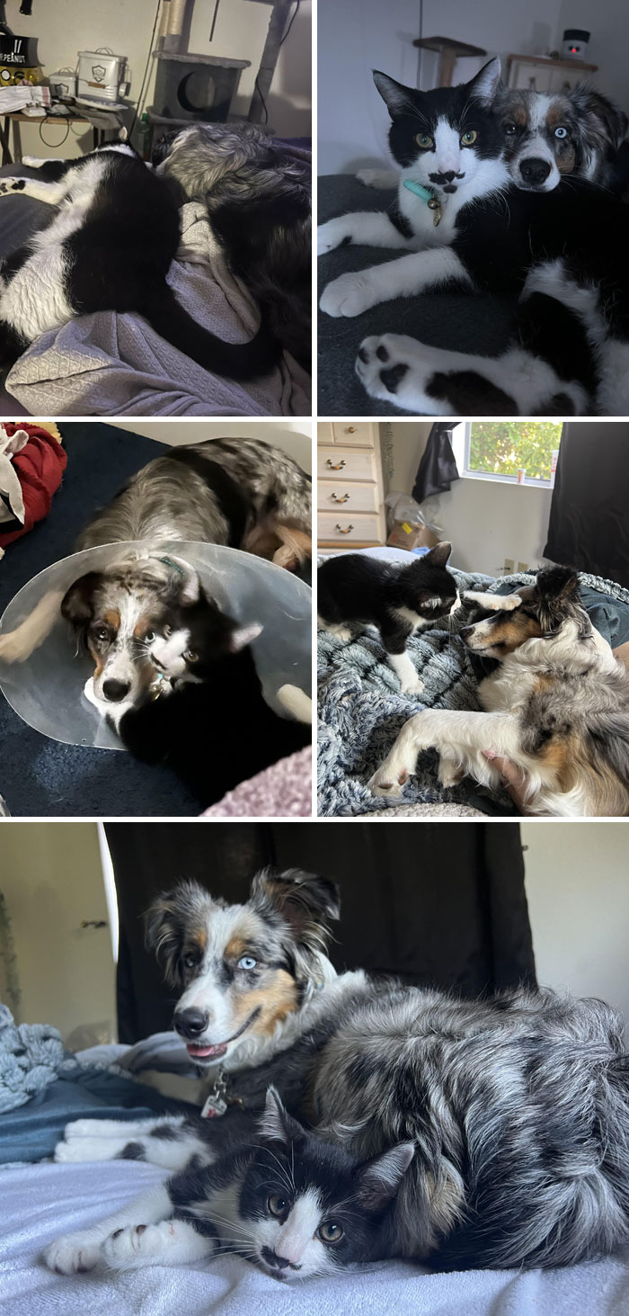 Adorable dog and cat snuggling in various sweet moments, lifting your day with heartwarming animal pics.