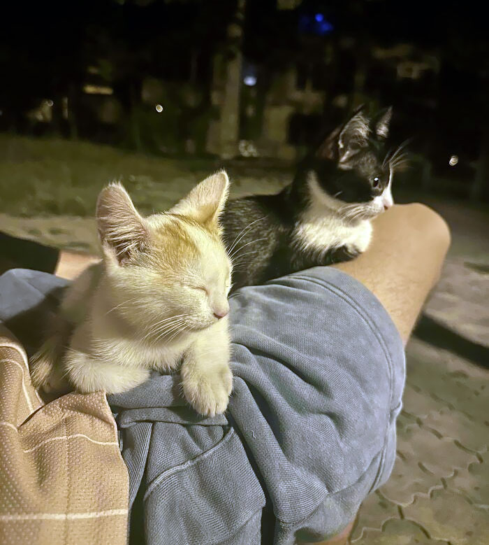 I Was Sitting Onto The Bench And 6 Kittens Decided To Try To Jump On The Bench And Willingly Get In My Lap To Get Some Rest. Here Is A Photo Of 2 Of Them