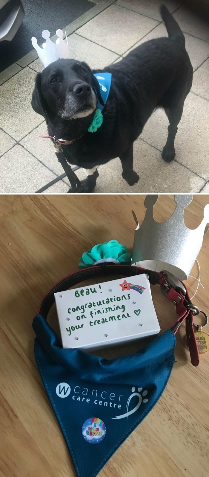 Adorable dog with a crown, celebrating finishing treatment with a congratulatory message and cancer care bandana.
