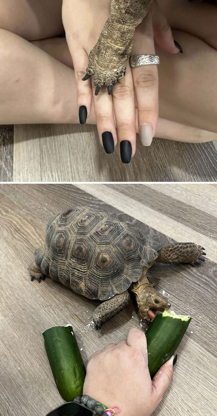 Did My Nails To Match My Tortoise Kevin’s
