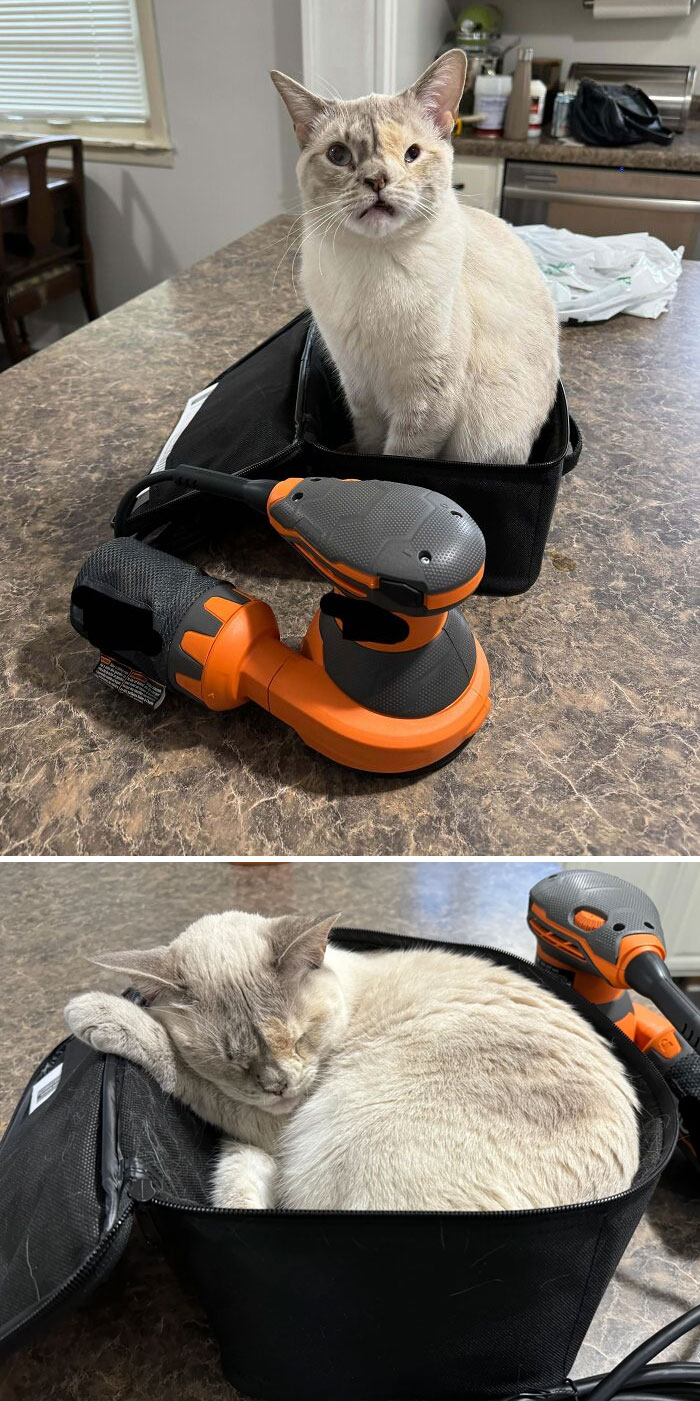 Cute cat sitting and sleeping in a tool bag on a kitchen counter, next to an orange power tool.