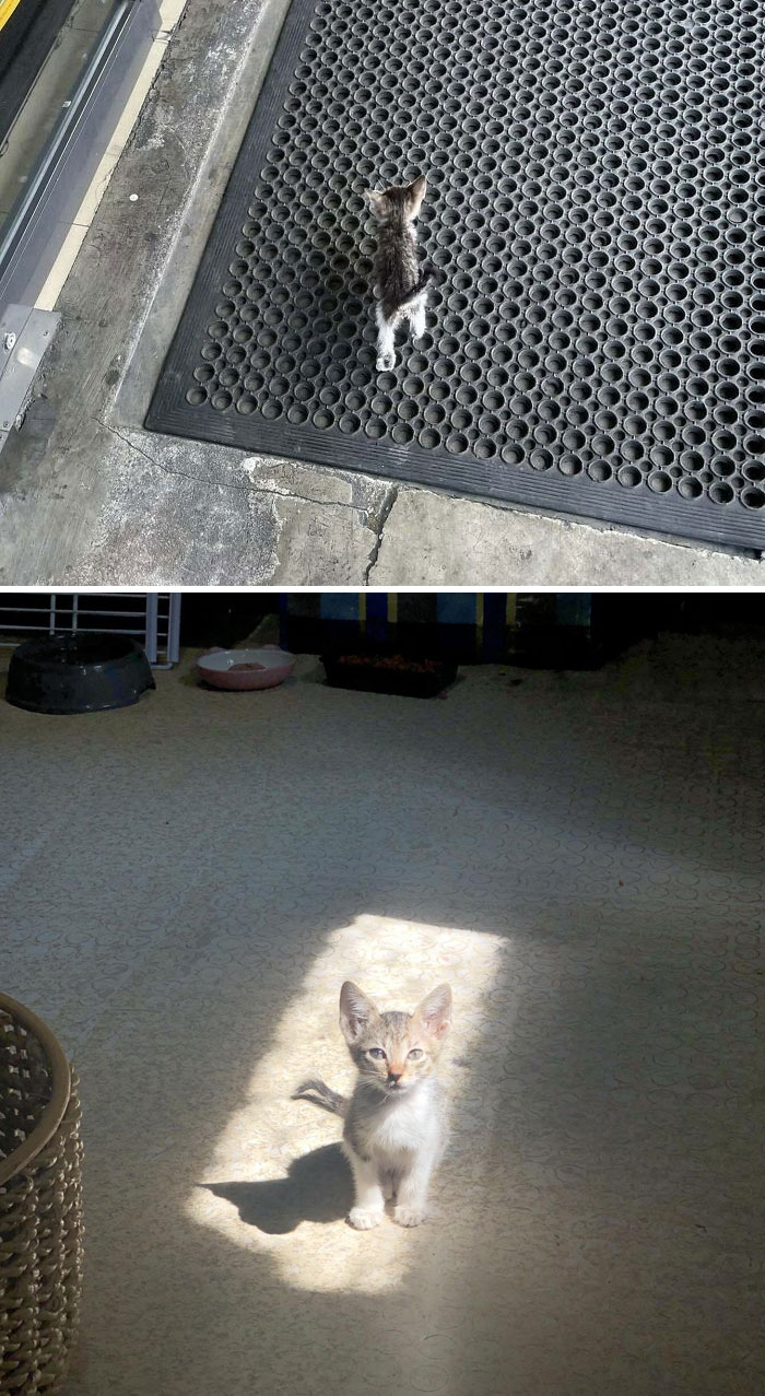 Adorable kitten standing on a textured mat and sunlit floor, showcasing its tiny size and charm.