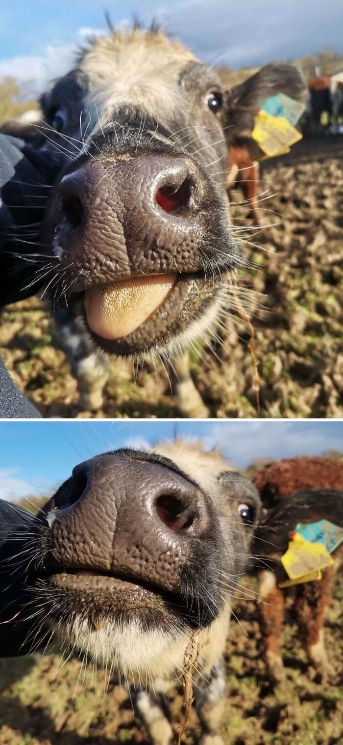Honeysuckle Looks So Happy In These Pictures