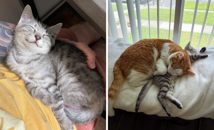 Adorable kittens snuggling and sleeping, bringing joy and warmth to your day.