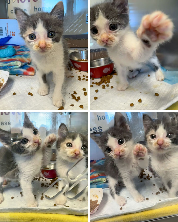 I'm An Animal Shelter Vet Tech And Spent My Break In Our Nursery. The Last Two Are When I Tried To Leave