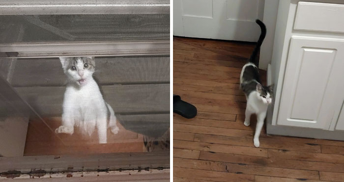 This Cat Followed Me Home, And Then When I Propped The Screen Door Open To Bring My Bicycle Inside, She Came In. I Might Have A Cat Now?