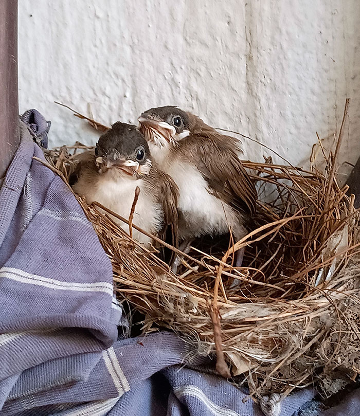 We Have A Garage, Which Is To Store Old Motorcycles And Unused Stuff. However, We Found This In Our Garage