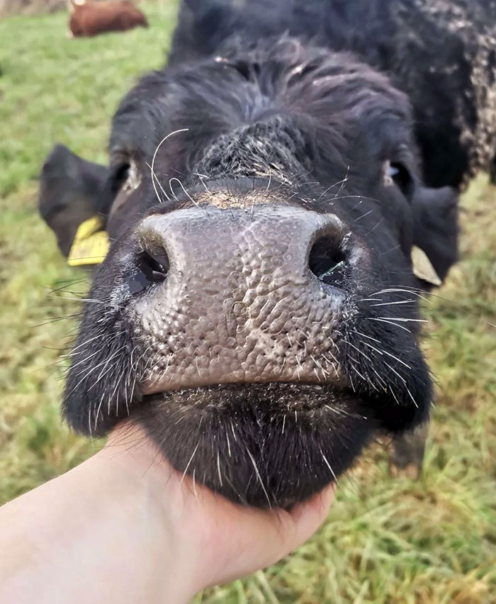 A Handful Of Bull. He Has Always Been Friendly