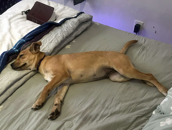 Just Got This Dog Today And She Already Claimed My Bed