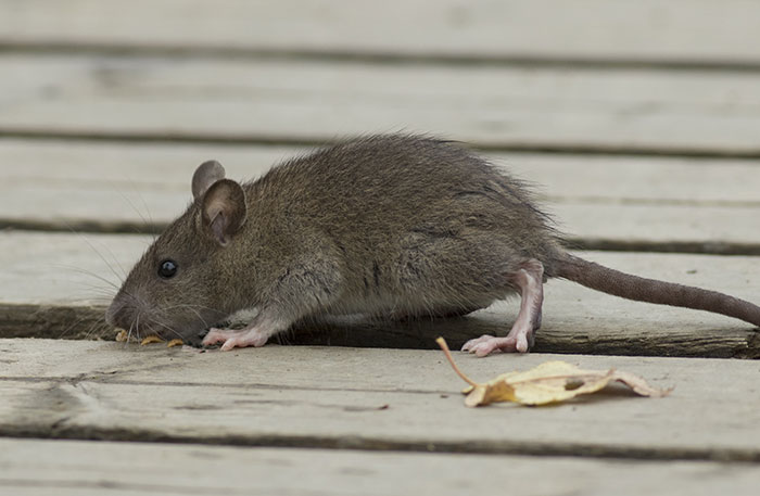 "Rat Birth Control" Bill Passed In New York City Sparks Outrage: "I Can't Get An Abortion" "Rat Birth Control" Bill Passed In New York City Sparks Outrage: "I Can't Get An Abortion"