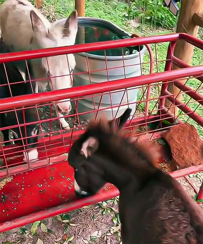 Viral Couple Who Stayed To Care For Animals Reveal Farm&rsquo;s Destruction After Hurricane Milton