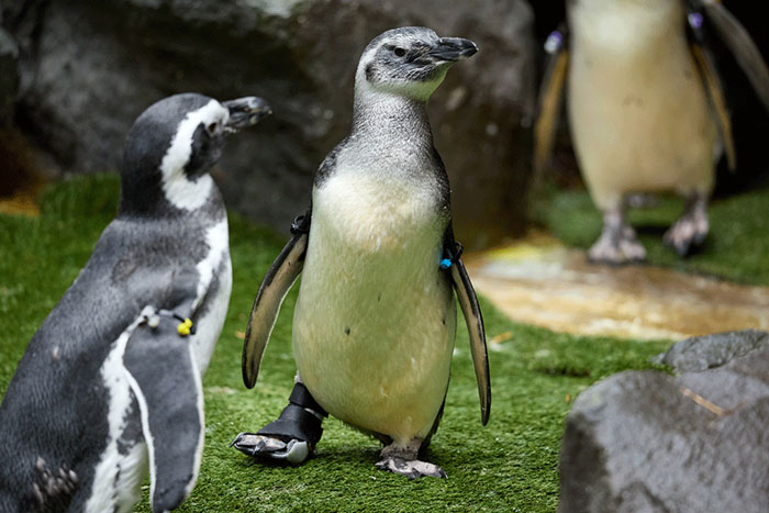 Periwinkle The Penguin Takes Over The Internet As He Thrives After A Rough Start, Defying All Odds Periwinkle The Penguin Takes Over The Internet As He Thrives After A Rough Start, Defying All Odds