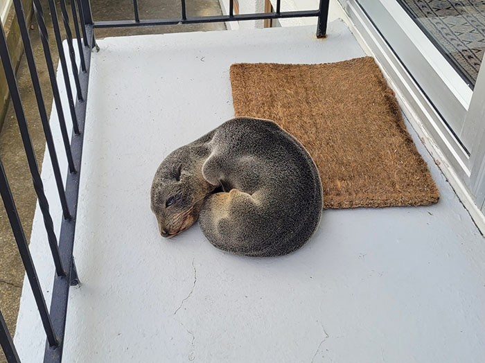 Baby Fur Seal Ventures Inland And Falls Asleep Outside Family’s Door, Goes Viral Once Discovered Baby Fur Seal Ventures Inland And Falls Asleep Outside Family’s Door, Goes Viral Once Discovered
