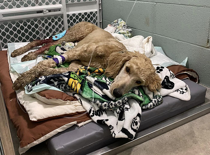 Couple Rescue Injured And Abandoned Dog, Use Their Wedding Fund To Save Her Life Couple Rescue Injured And Abandoned Dog, Use Their Wedding Fund To Save Her Life