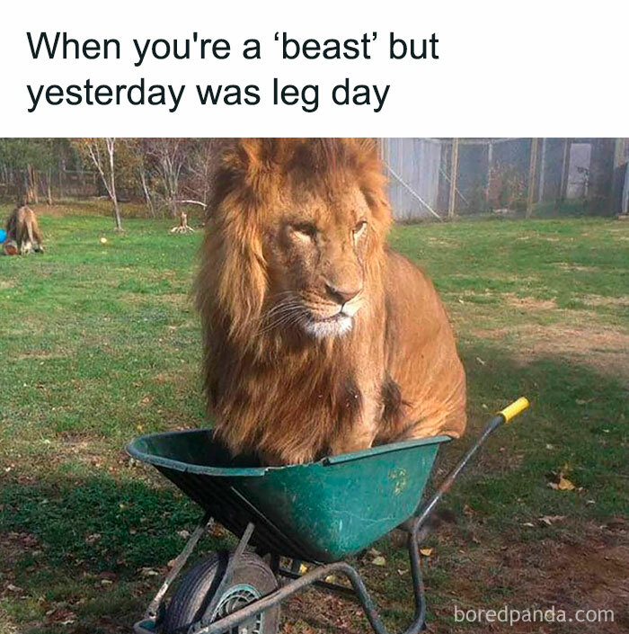 Lion humorously sitting in a wheelbarrow, representing a funny gym meme about the struggle after leg day.
