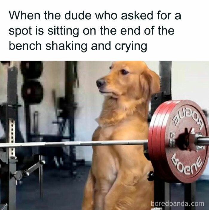 Golden retriever at the gym looking distressed behind a barbell, capturing the humor of gym memes and 'just one more rep'.