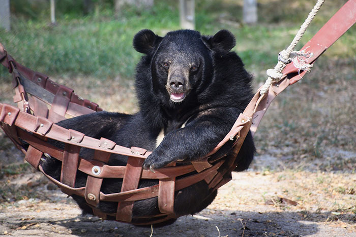 Bouncer, The 20YO 3-Legged Bear, Takes Over The Internet As People Fall In Love With His Chill Vibe