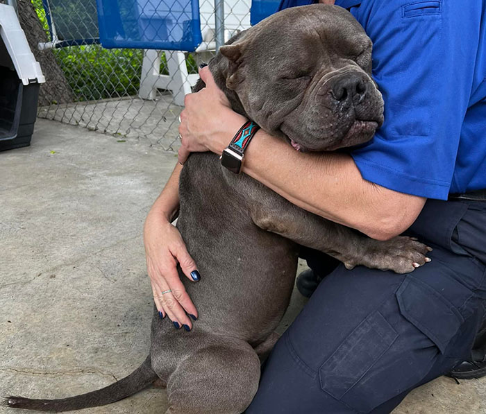 Lovely Pitbull Can&rsquo;t Stop Hugging Woman Who Gave Him Foster Home, Goes Viral When Pics Spread Online