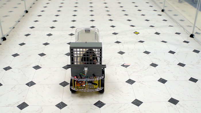 Rats Who Were Taught To Drive Enjoy Going For Rides, Rev The Engine As Soon As They Get In Rats Who Were Taught To Drive Enjoy Going For Rides, Rev The Engine As Soon As They Get In