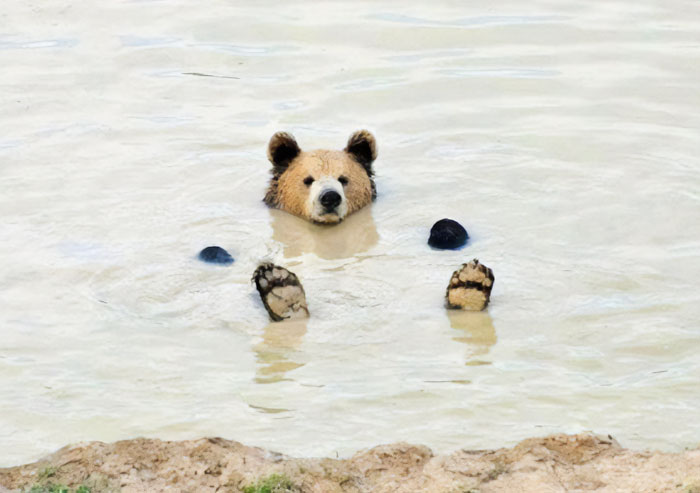 "The Snuggle Is Real": 50 Pics Of Animals Doing The Most Random Stuff (Best Of All Time)