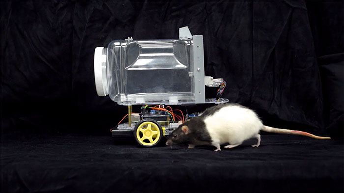 Rats Who Were Taught To Drive Enjoy Going For Rides, Rev The Engine As Soon As They Get In Rats Who Were Taught To Drive Enjoy Going For Rides, Rev The Engine As Soon As They Get In