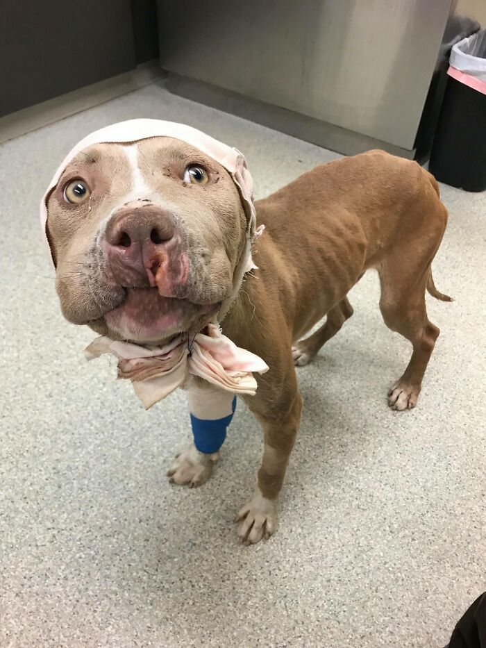 Wounded Puffy-Cheeked Dog Changes Incredibly After Rescue Wounded Puffy-Cheeked Dog Changes Incredibly After Rescue
