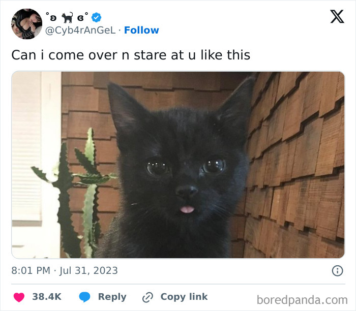 Black kitten with wide eyes sticks tongue out, resembling a funny meme with a horror twist, sitting against a wooden backdrop.