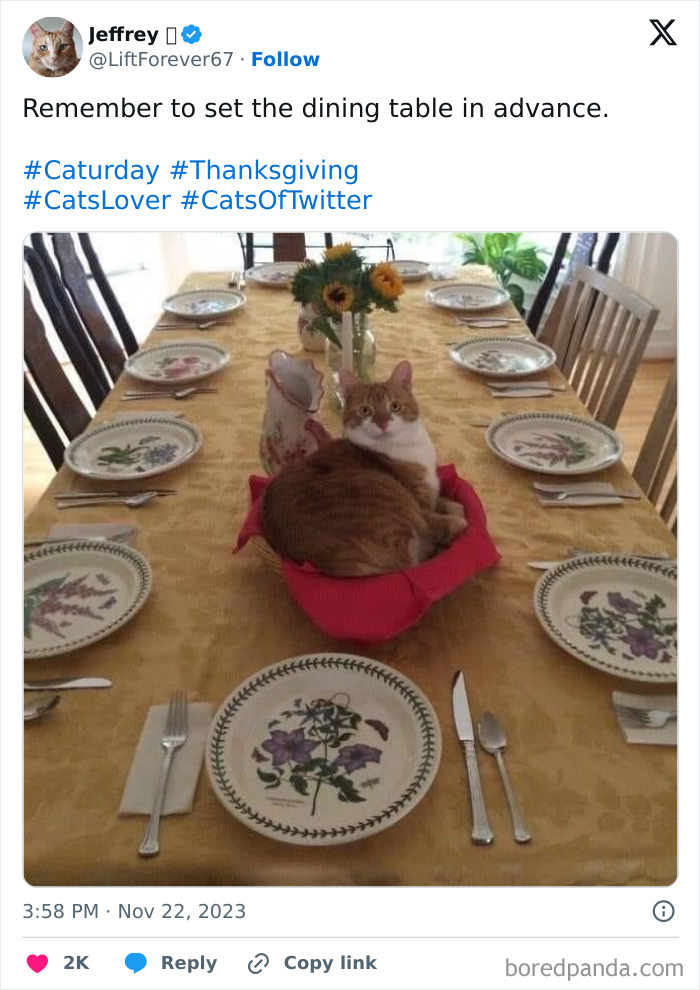 Cat humorously sits on a Thanksgiving dining table, surrounded by plates and cutlery.