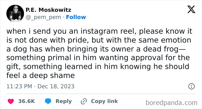 Funny meme with text about sending Instagram reels with humor and a dog's primal approval-seeking behavior.