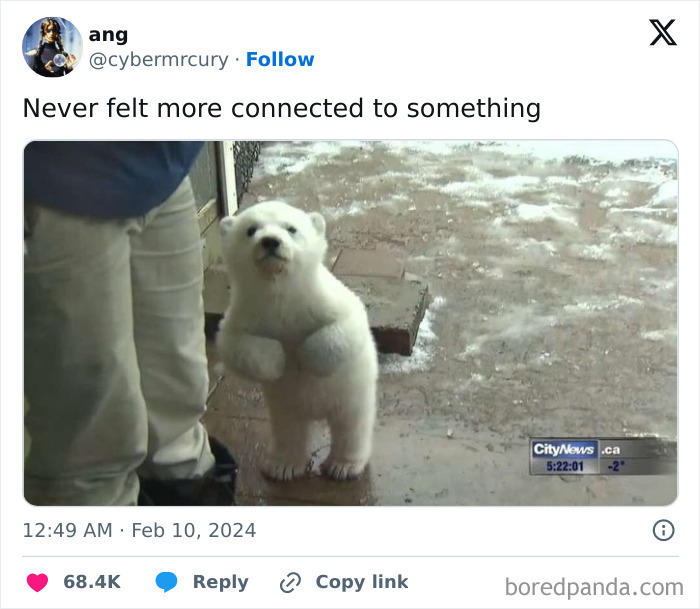 Cute polar bear cub standing on hind legs by a person's side, embodying a funny-meme moment outdoors.
