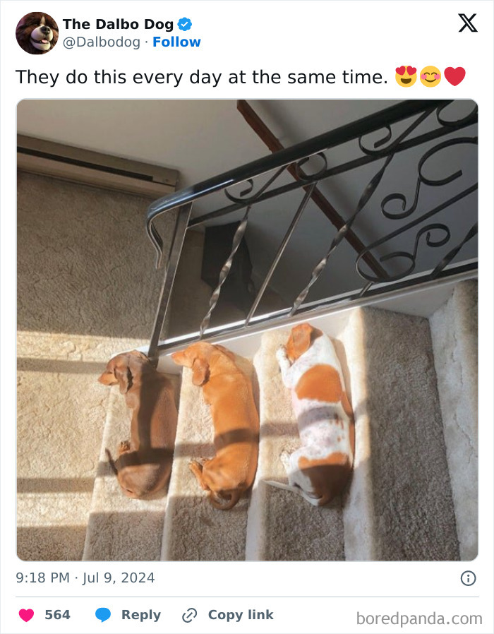 Three dogs napping in sunlight on stairs, creating a funny meme moment.