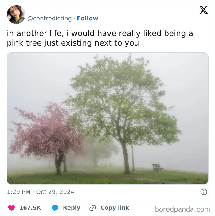 Pink and green trees in foggy park setting, humorous meme about existing together, Funny-Memes-Unbruhthered.