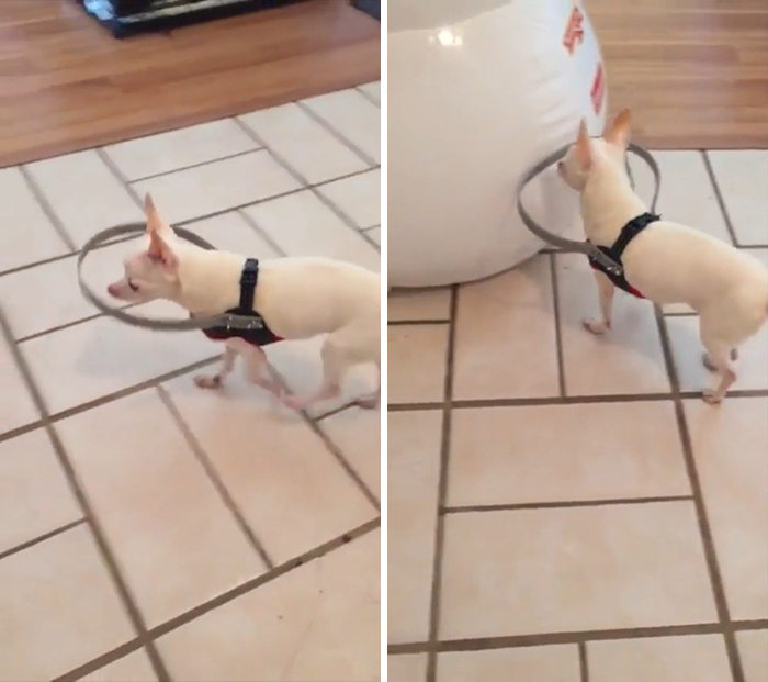 Un perro ciego tenía miedo de caminar, así que su dueña le hizo esto