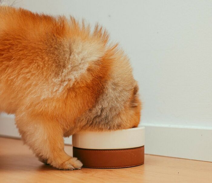 Woman Saves Friend Hundreds Of Dollars In Dog Sitting, Gets Handed A Bill In Return