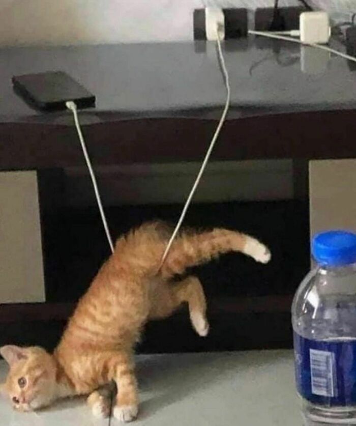 Best-Cute-Funny-Animals-Pics