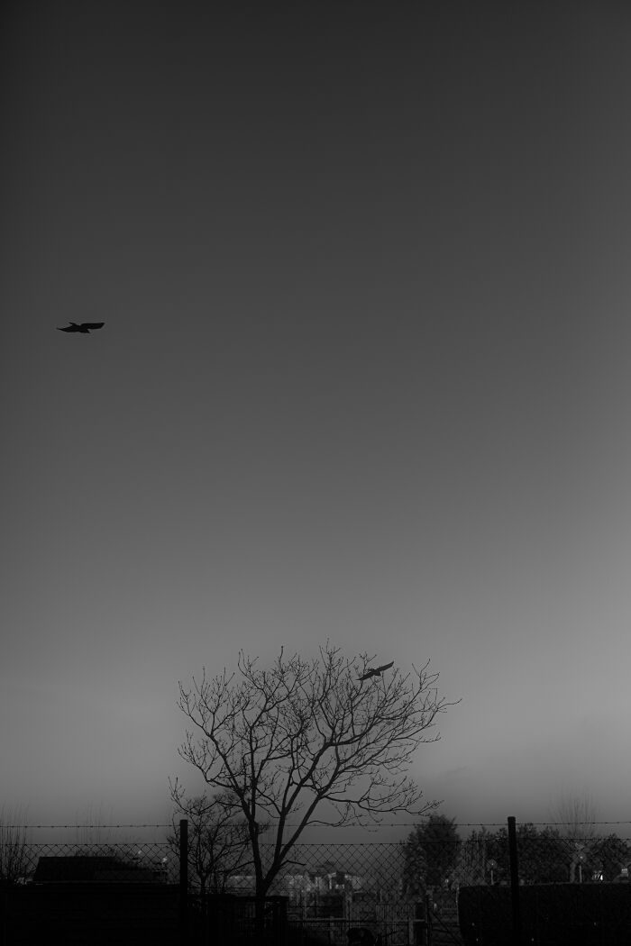 I Spent 4 Years Photographing This Tree I Spent 4 Years Photographing This Tree