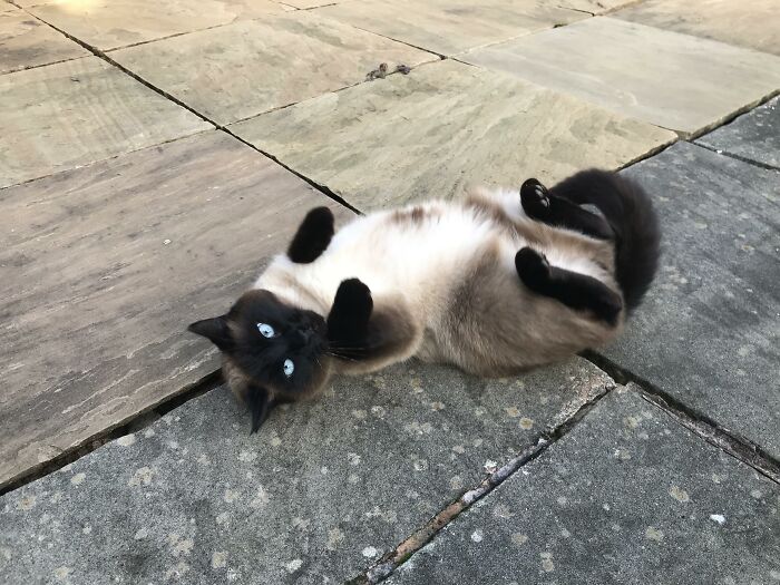 Neighbour’s Cat Ventured Into My Yard Today. Instant Belly! 😍