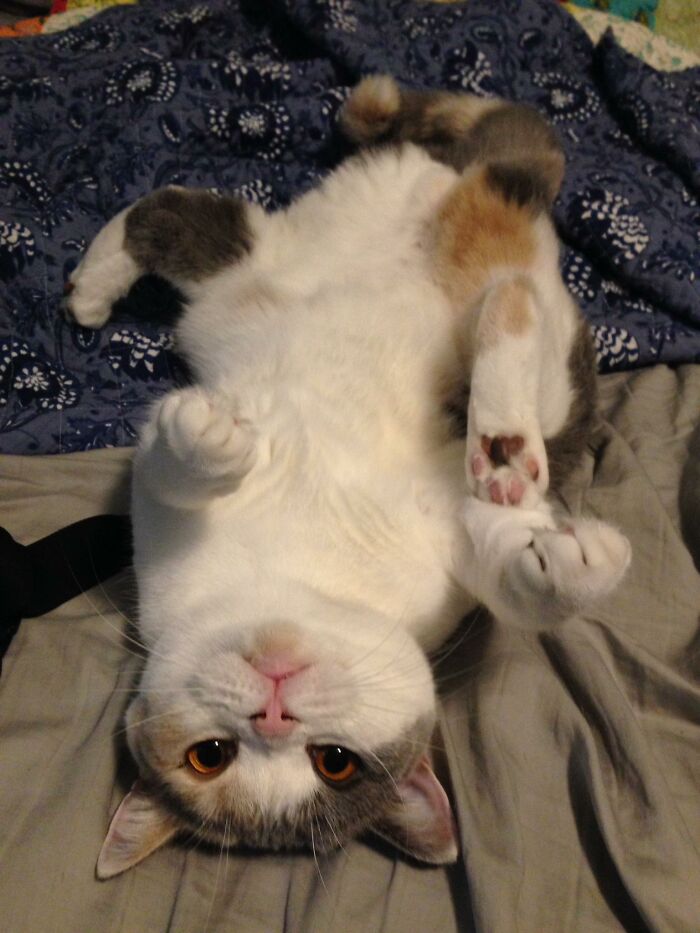 Yoshi Likes To Pose For Pictures