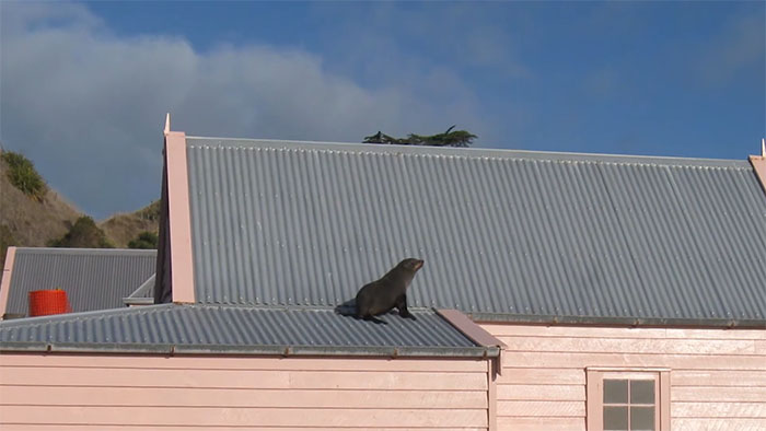 Baby Fur Seal Ventures Inland And Falls Asleep Outside Family’s Door, Goes Viral Once Discovered Baby Fur Seal Ventures Inland And Falls Asleep Outside Family’s Door, Goes Viral Once Discovered