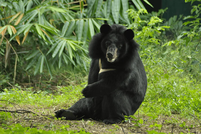 Bouncer, The 20YO 3-Legged Bear, Takes Over The Internet As People Fall In Love With His Chill Vibe