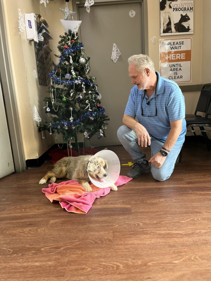 Texas Dog Who Was Missing For 7 Years Was Found Abandoned In Florida, Barely Able To Walk Texas Dog Who Was Missing For 7 Years Was Found Abandoned In Florida, Barely Able To Walk