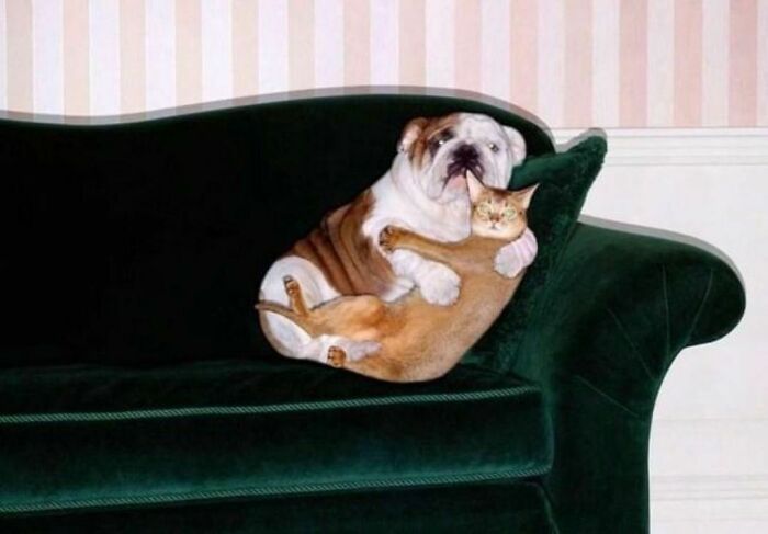 "The Snuggle Is Real": 50 Pics Of Animals Doing The Most Random Stuff (Best Of All Time)