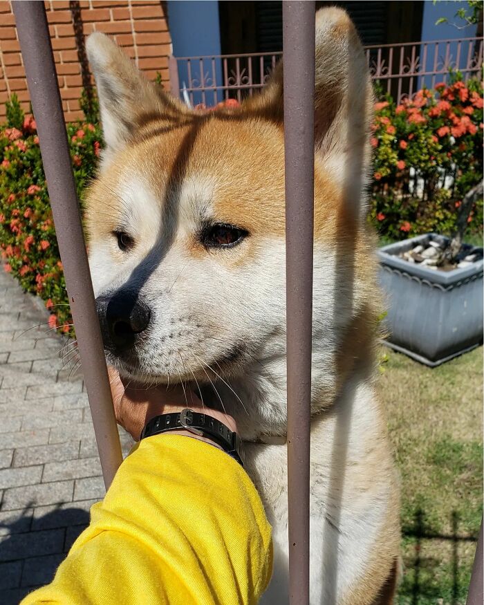 Mailman Takes Selfies With Every Animal That He Befriends While On His Job, And Here Are The Newest 44 Photos