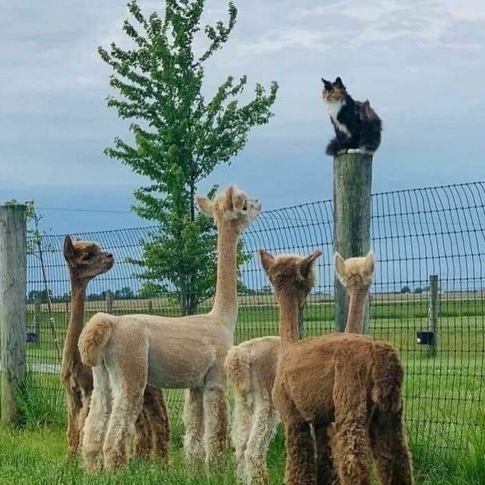 "The Snuggle Is Real": 50 Pics Of Animals Doing The Most Random Stuff (Best Of All Time)