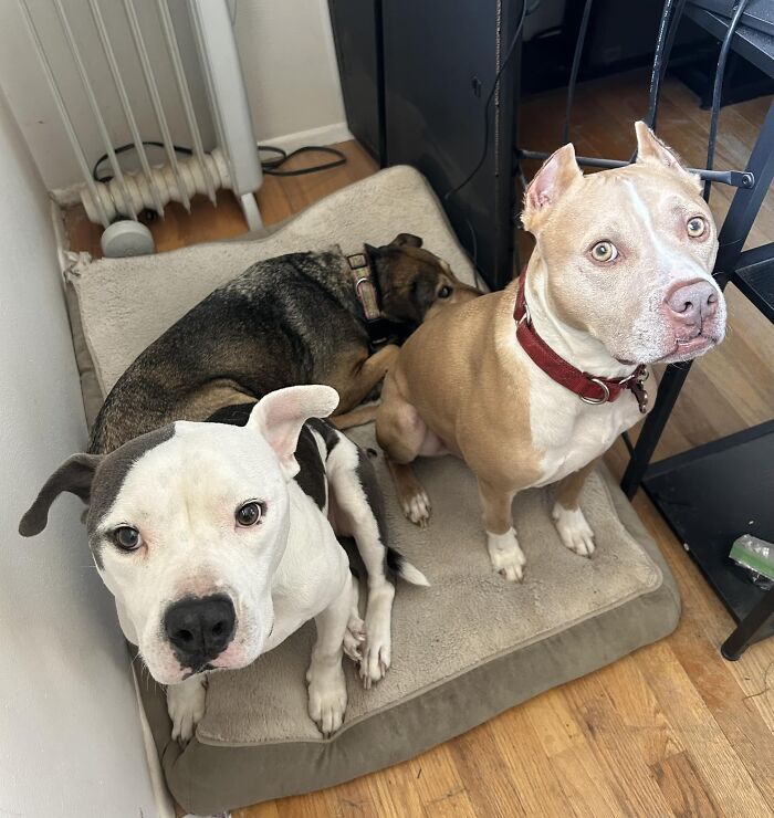 Wounded Puffy-Cheeked Dog Changes Incredibly After Rescue Wounded Puffy-Cheeked Dog Changes Incredibly After Rescue