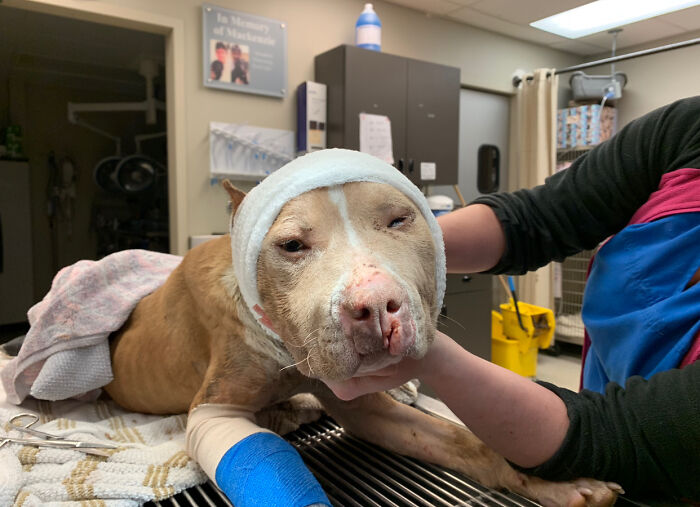 Wounded Puffy-Cheeked Dog Changes Incredibly After Rescue Wounded Puffy-Cheeked Dog Changes Incredibly After Rescue