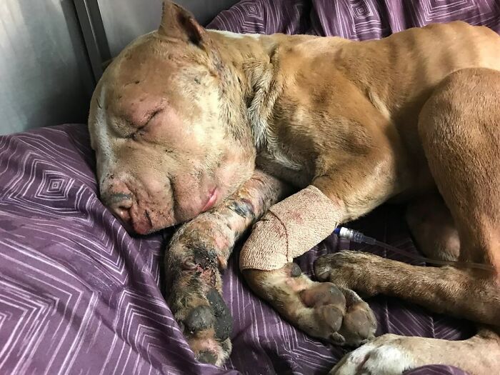Wounded Puffy-Cheeked Dog Changes Incredibly After Rescue Wounded Puffy-Cheeked Dog Changes Incredibly After Rescue