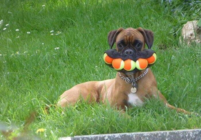 "The Snuggle Is Real": 50 Pics Of Animals Doing The Most Random Stuff (Best Of All Time)